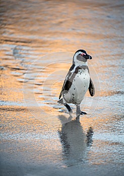 African penguin on the sandy beach at evening twilight. African penguin also known as the jackass penguin, black-footed penguin.