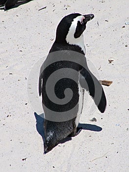 African penguin on a sandy beach near Cape Town