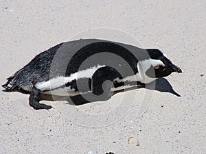 African penguin on a sandy beach near Cape Town