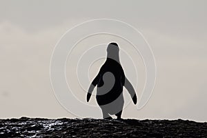 African penguin silhouette