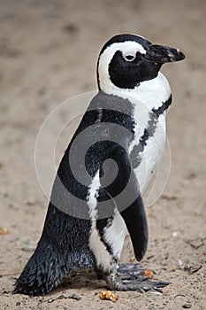 African penguin Spheniscus demersus