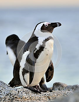 African penguin spheniscus demersus