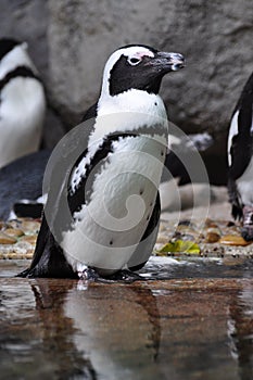 African Penguin (Spheniscus demersus) photo