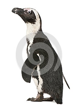 African Penguin, Spheniscus demersus photo