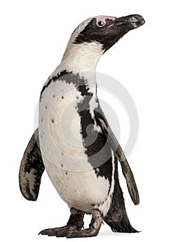 African Penguin, Spheniscus demersus photo