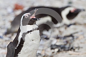 African penguin (spheniscus demersus)