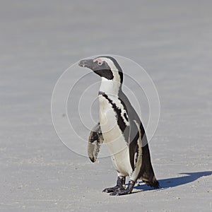 African penguin (spheniscus demersus)