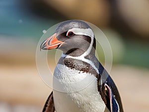 African penguin (Spheniscus demersus)