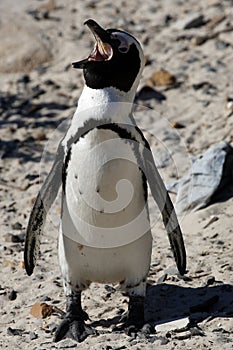 African penguin spheniscus demersus photo