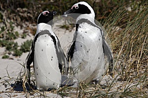 African penguin spheniscus demersus photo