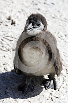 African penguin spheniscus demersus