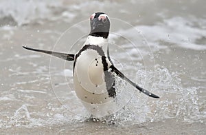 African penguin (spheniscus demersus)