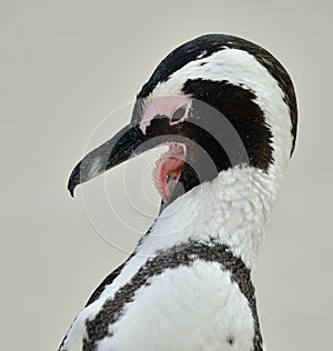 African penguin (spheniscus demersus)