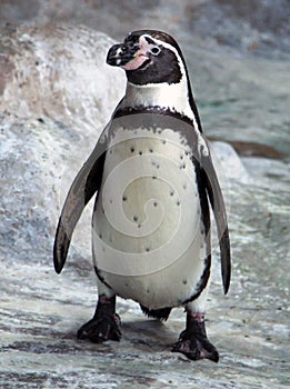 African penguin Spheniscus demersus