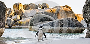 African penguin Spheniscus demersus