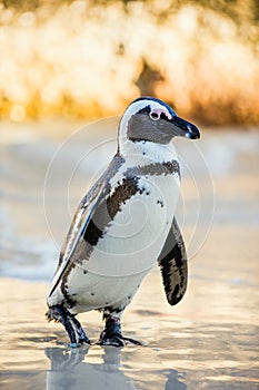 African penguin Spheniscus demersus