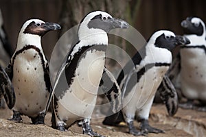 African penguin Spheniscus demersus