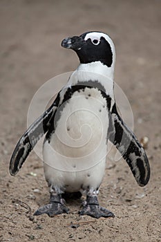 African penguin Spheniscus demersus