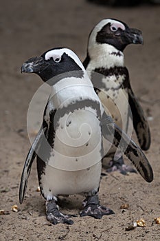 African penguin Spheniscus demersus