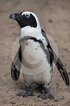 African penguin & x28;Spheniscus demersus& x29;