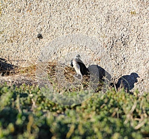 African penguin(Spheniscus demersus) Baby Penguin, Western Cape, South Africa