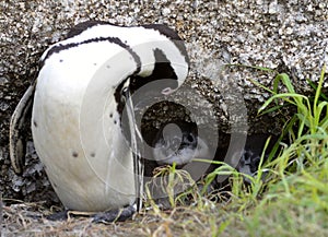 The African penguin (Spheniscus demersus) babys