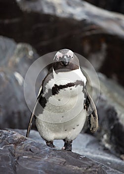 African penguin Spheniscus demersus on Boulders Beach near Cape Town South Africa