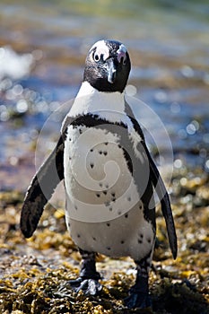African penguin Spheniscus demersus on Boulders Beach near Cape Town South Africa relaxing in the sun on stones and