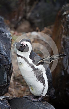 African penguin Spheniscus demersus on Boulders Beach near Cape Town South Africa spreading wings
