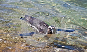 African penguin, Spheniscus demersus, on Boulders Beach near Cape Town South Africa swimming in sunshine