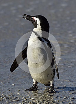 African penguin (spheniscus demersus) at the Boulders colony. South Africa