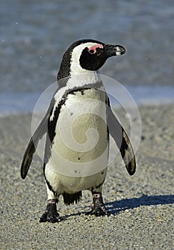 African penguin (spheniscus demersus) at the Boulders colony. South Africa