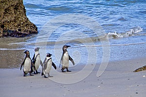 African Penguin, Spheniscus demersus, Boulders Penguin Colony, Table Mountain National Park
