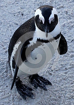 African penguin(Spheniscus demersus) Close-Up on the beach, Western Cape, South Africa