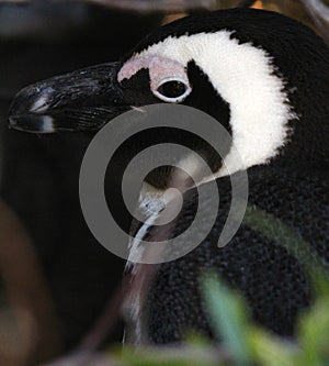 African penguin(Spheniscus demersus) Close-Up profile, Western Cape, South Africa