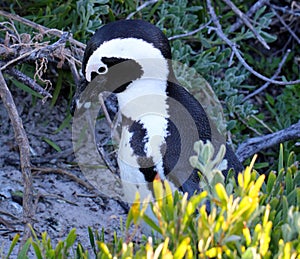 African penguin(Spheniscus demersus) in foliage, Western Cape, South Africa