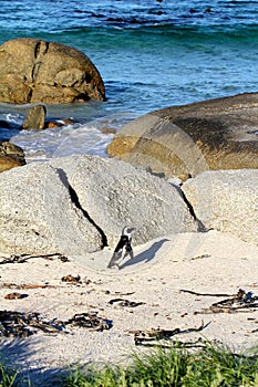 African penguin(Spheniscus demersus) Lone Penguin, Western Cape, South Africa