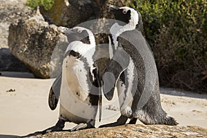 African Penguin (Spheniscus demersus) pair