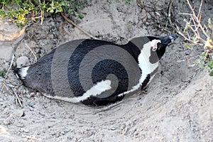 African penguin(Spheniscus demersus) Penguin, Western Cape, South Africa