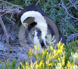 African penguin(Spheniscus demersus) Penguin, Western Cape, South Africa