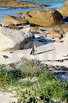 African penguin(Spheniscus demersus) Penguin, Western Cape, South Africa