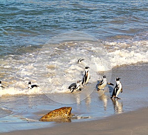 African penguin(Spheniscus demersus) Penguins returning from Ocean, Western Cape, South Africa
