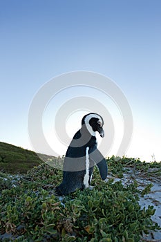 African penguin, spheniscus demersus, South Africa