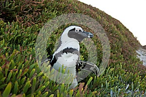 African penguin, spheniscus demersus, South Africa