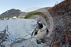 African penguin, spheniscus demersus, South Africa