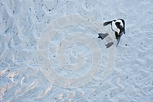 African penguin, spheniscus demersus, South Africa