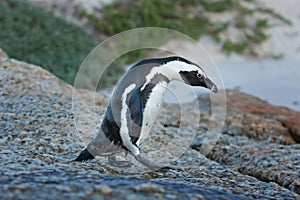 African penguin, spheniscus demersus, South Africa