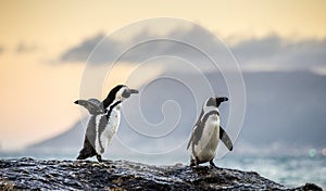 The African penguin & x28;Spheniscus demersus& x29;. South Africa