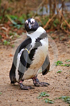 African penguin (Spheniscus demersus) standing in the sand, watching curiously