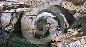 African penguin Spheniscus demersus about to dive into water